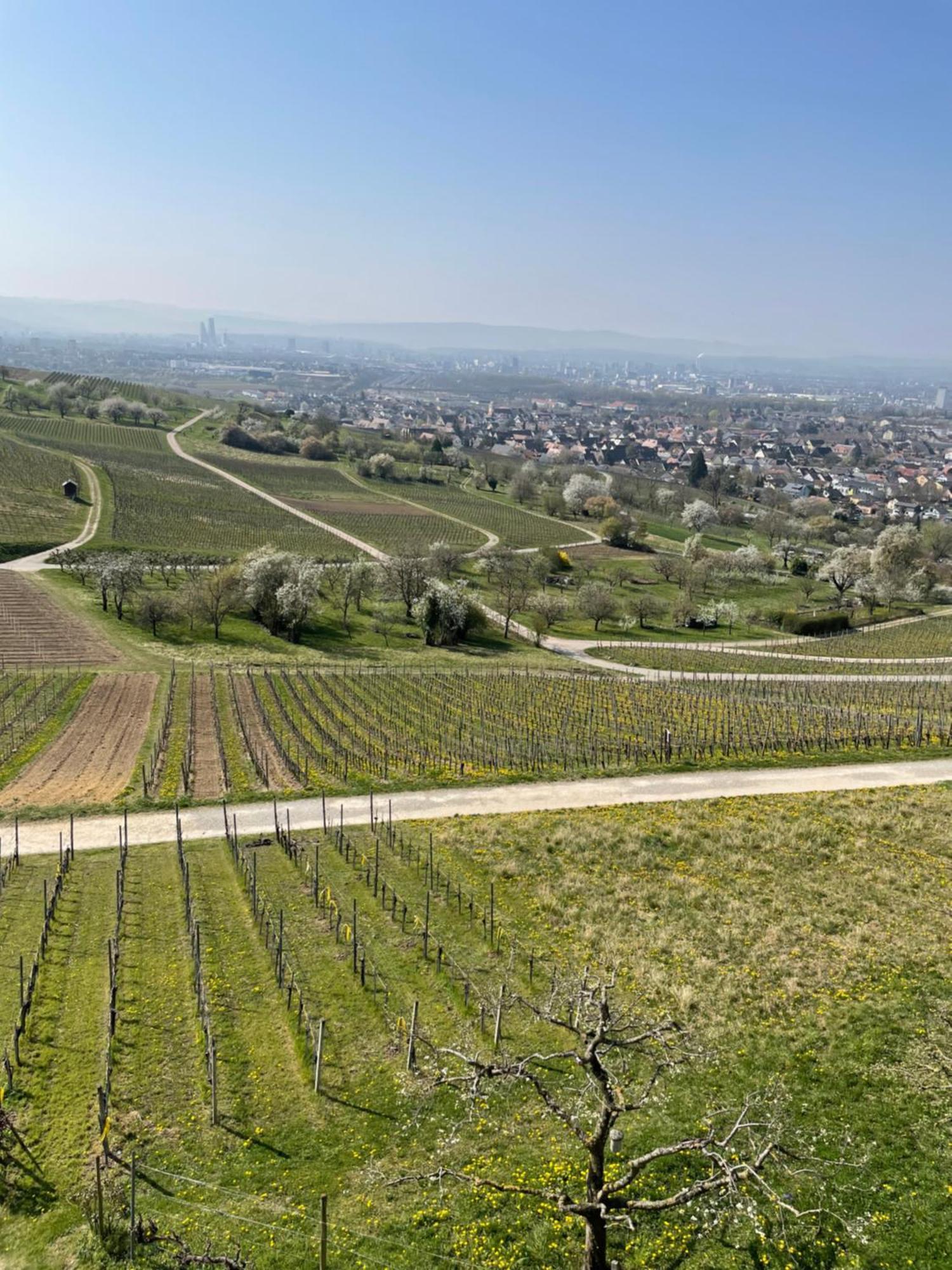Landgasthof Rebstock Weil Am Rhein / Basel מראה חיצוני תמונה